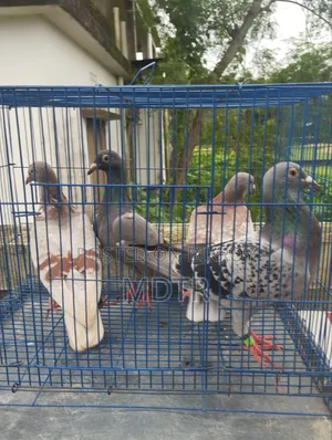 Racer Pigeon