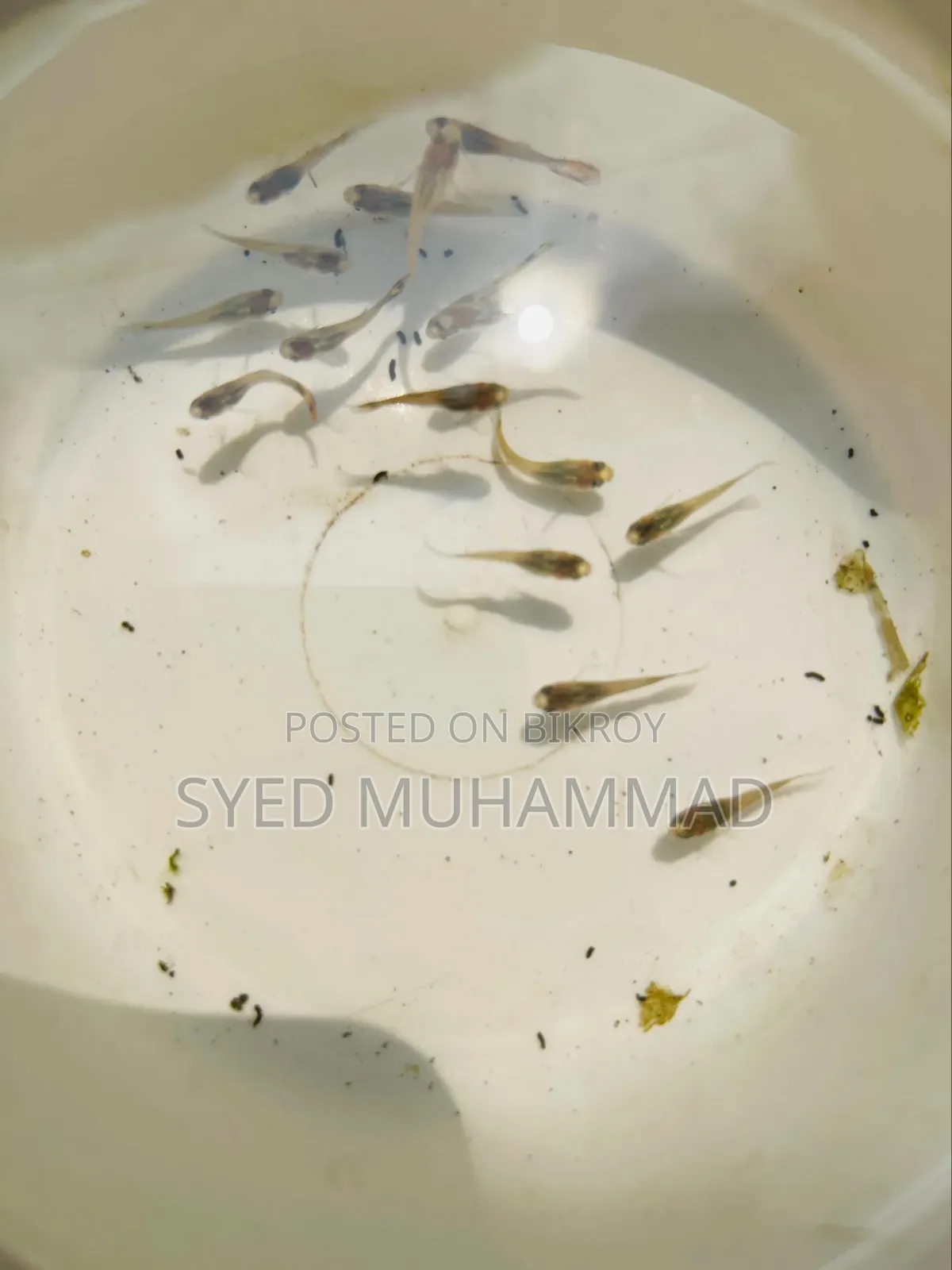Exotic Mix Guppy Fry/Baby