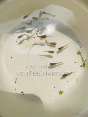 Exotic Mix Guppy Fry/Baby