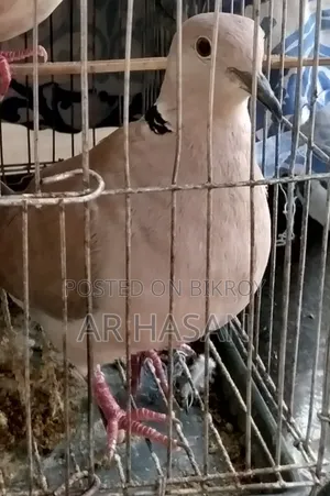 Male Dove Bird for Sale