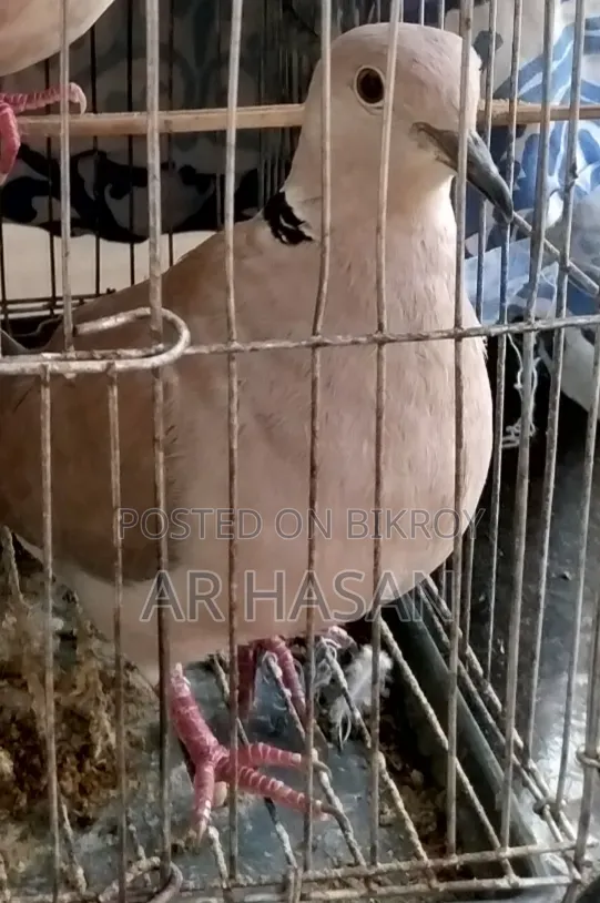 Male Dove Bird for Sale