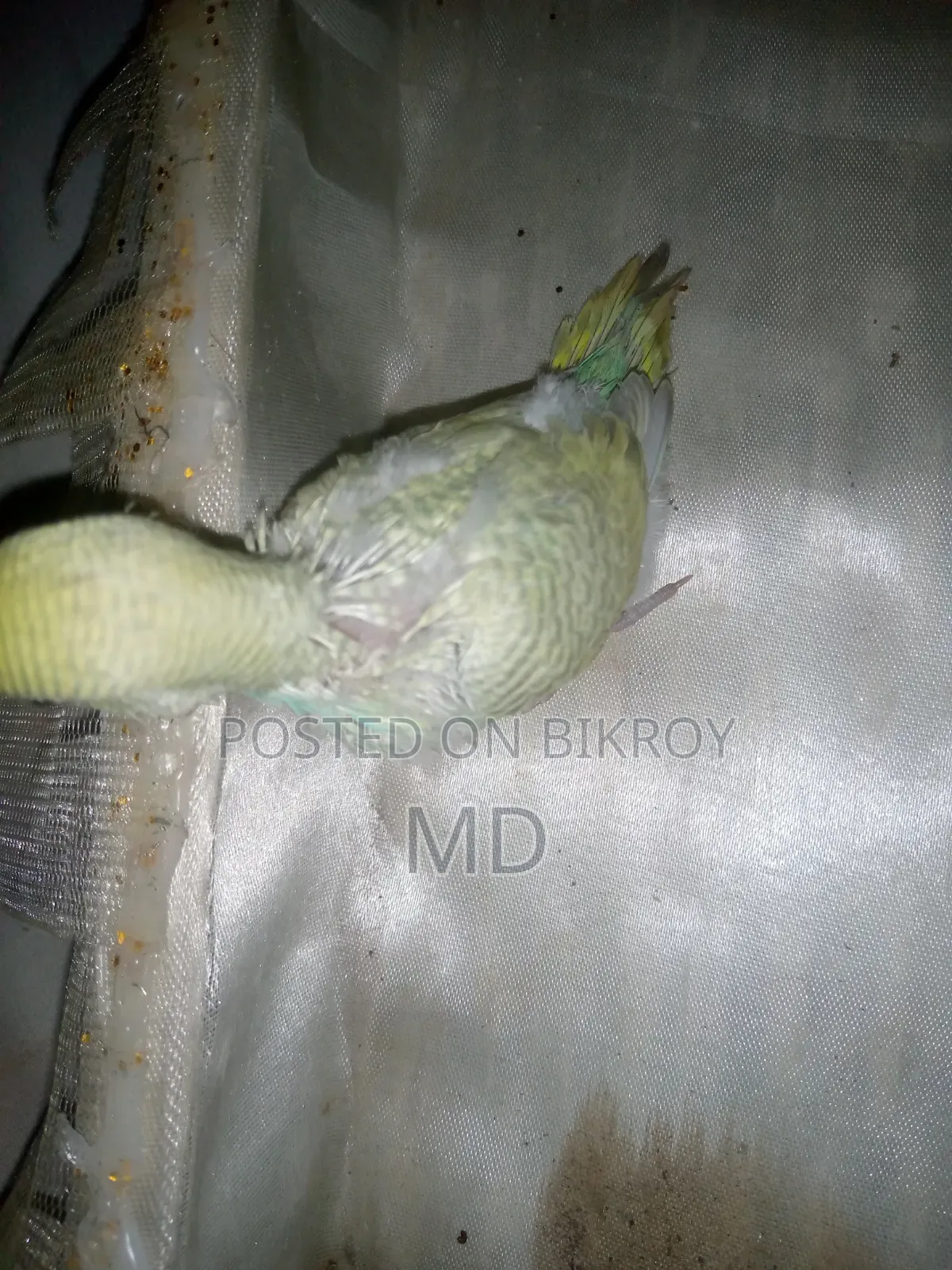 Tame Budgie Bird Chicks