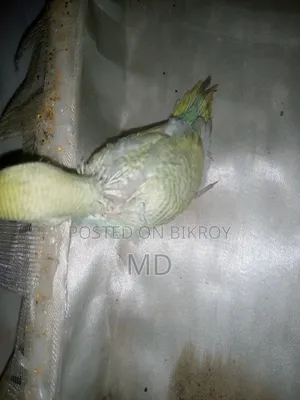 Tame Budgie Bird Chicks