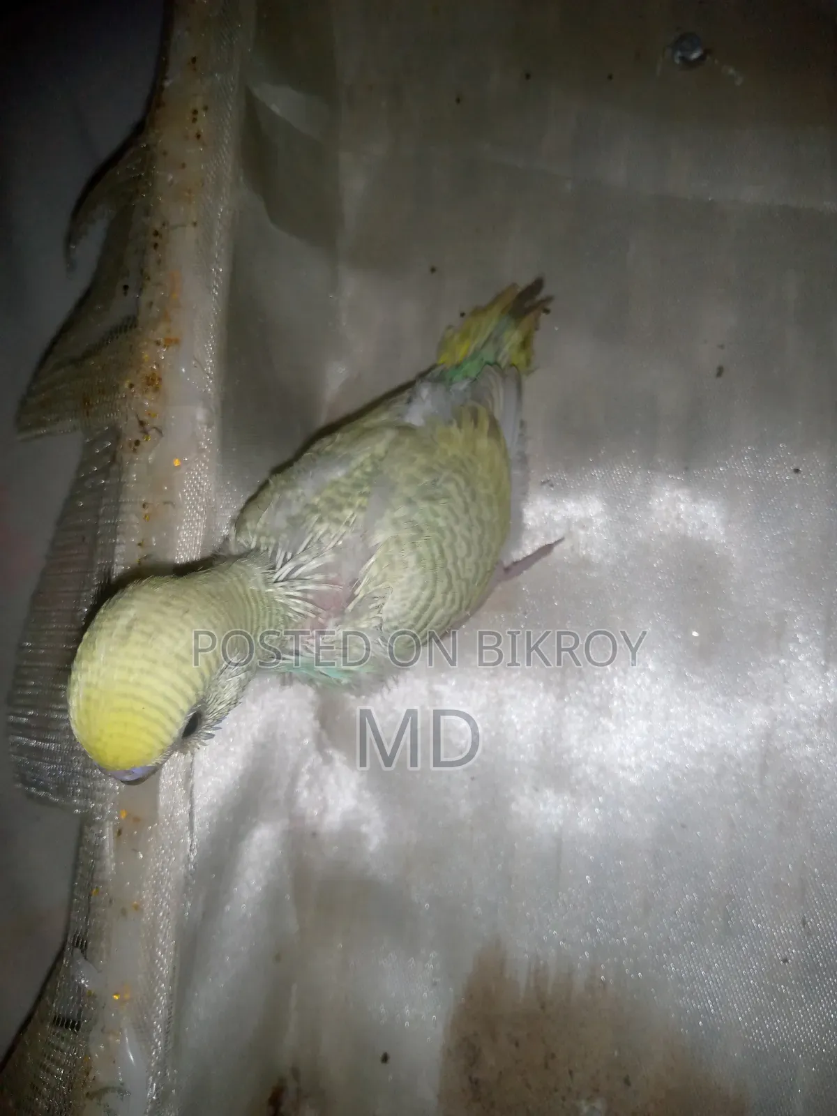 Tame Budgie Bird Chicks