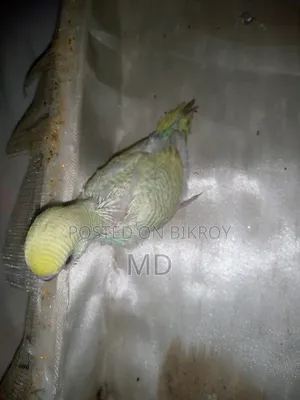 Tame Budgie Bird Chicks