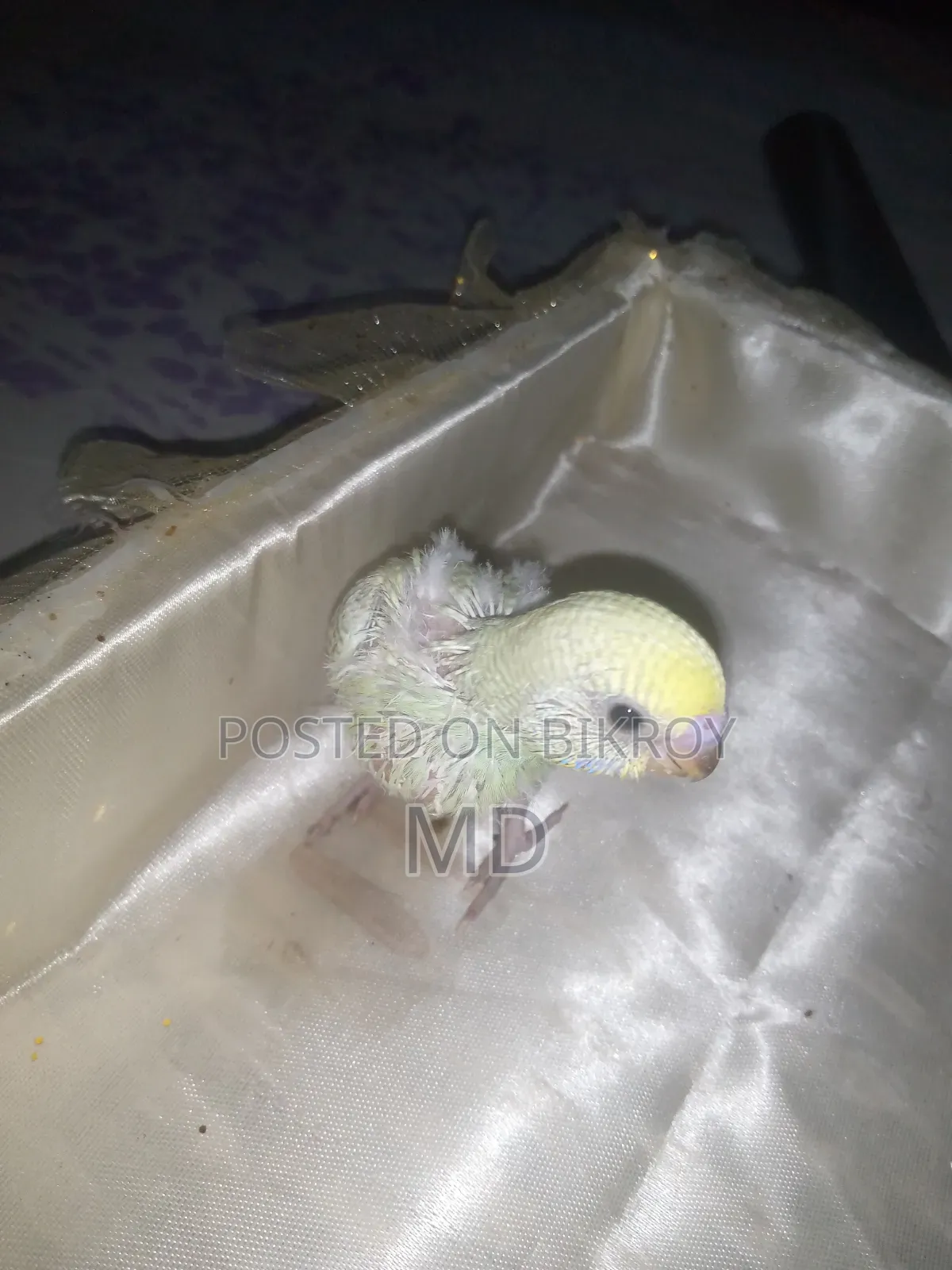Tame Budgie Bird Chicks