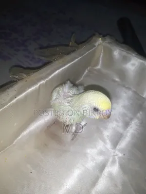 Tame Budgie Bird Chicks
