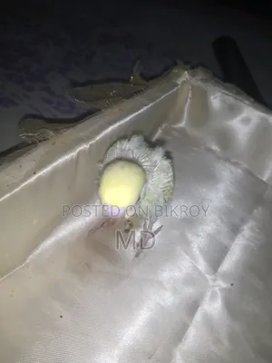 Tame Budgie Bird Chicks
