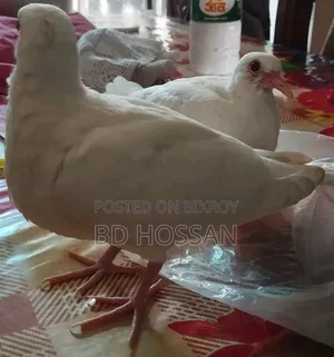সাদা ঘুঘু পাখি