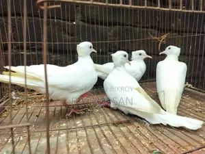 White Dove Bird