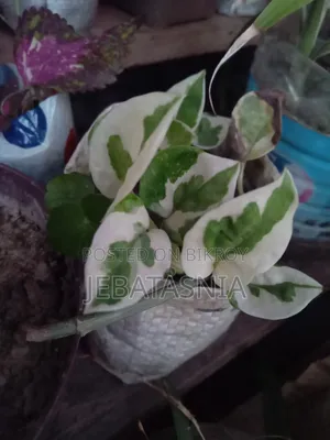 N'joy Pothos 60tk, Succulent 100tk, Portulaca 30tk, Kathgolap 140tk