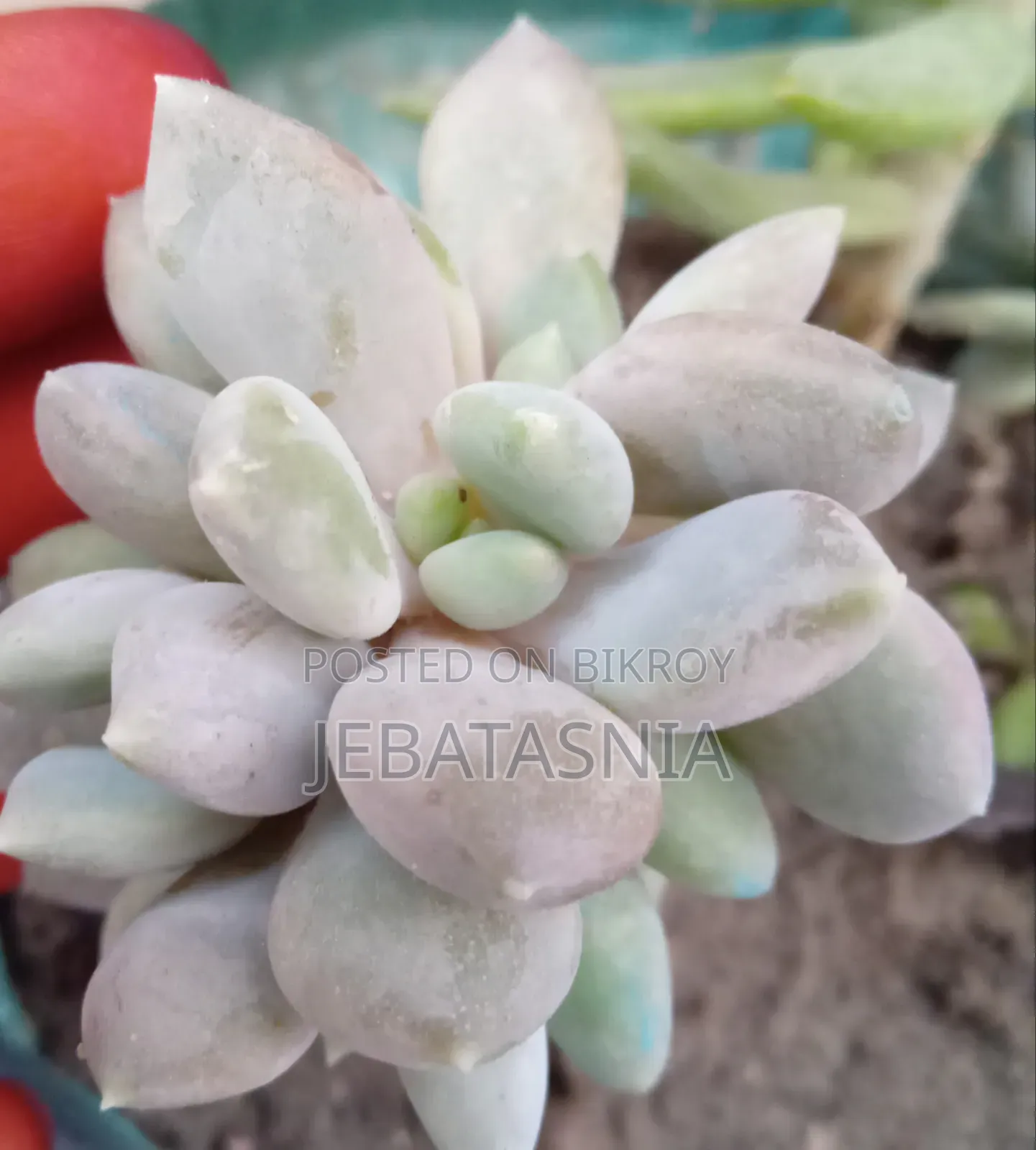 N'joy Pothos 60tk, Succulent 100tk, Portulaca 30tk, Kathgolap 140tk