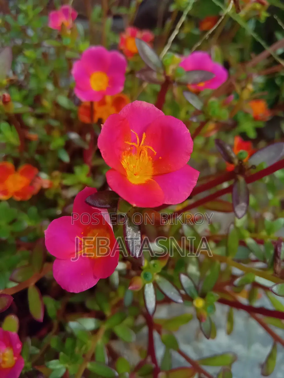 N'joy Pothos 60tk, Succulent 100tk, Portulaca 30tk, Kathgolap 140tk