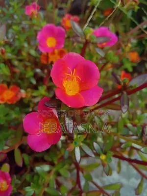 N'joy Pothos 60tk, Succulent 100tk, Portulaca 30tk, Kathgolap 140tk