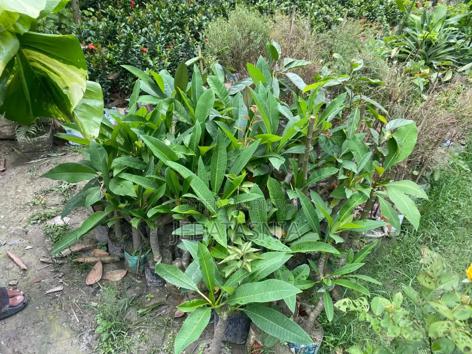 N'joy Pothos 60tk, Succulent 100tk, Portulaca 30tk, Kathgolap 140tk