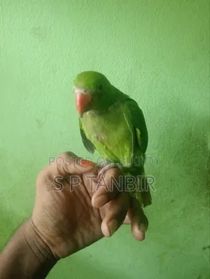 টিয়া পাখি