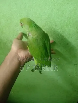 টিয়া পাখি