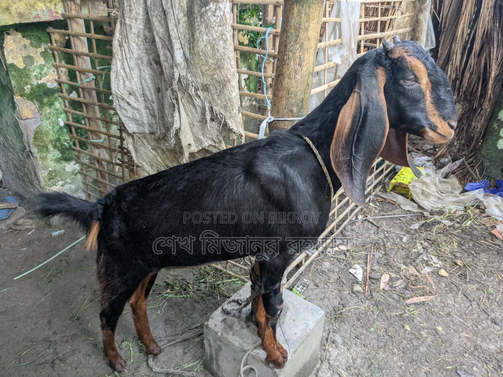 Ram Goat Cross