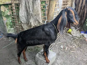 Ram Goat Cross