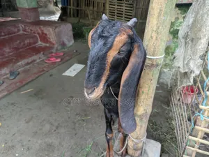 Ram Goat Cross