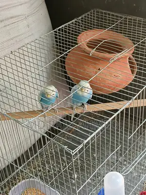 Budgie birds for sale