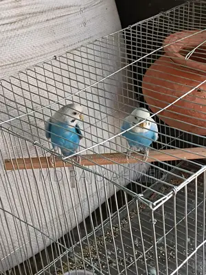Budgie birds for sale
