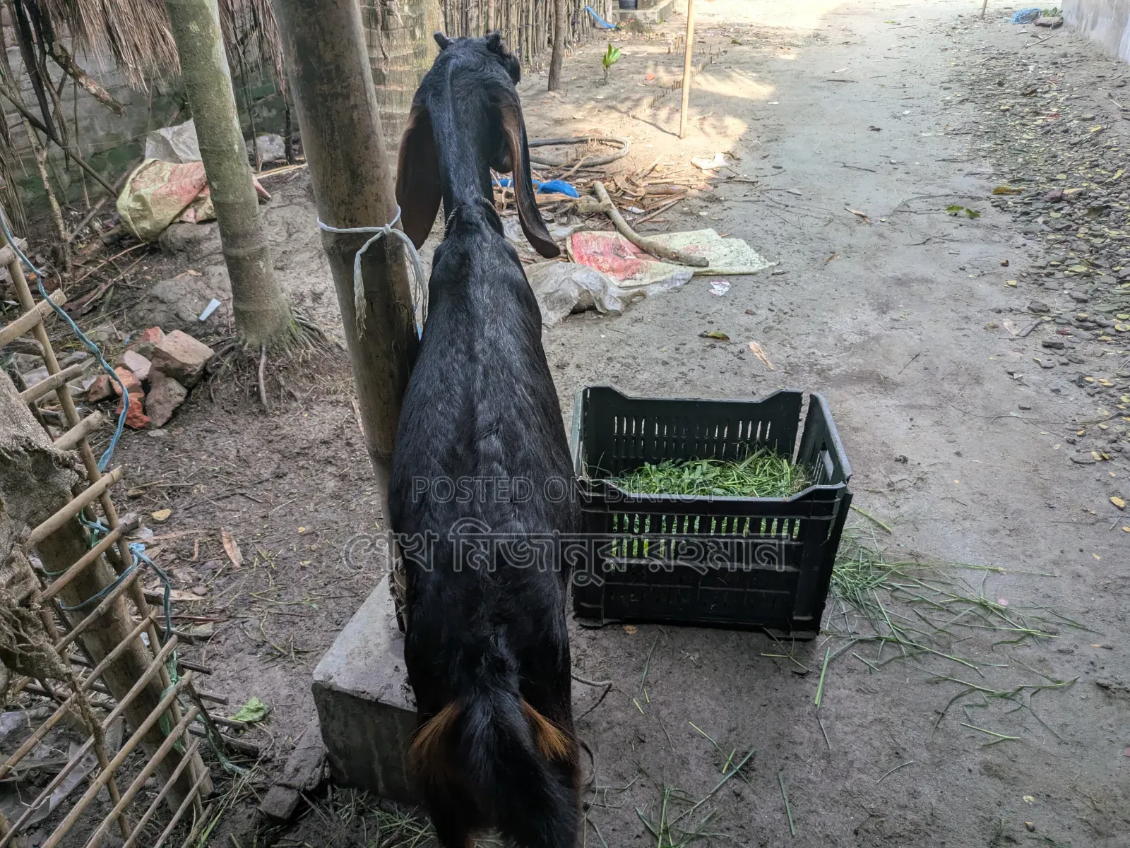 Ram Goat Cross