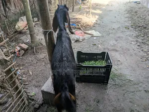 Ram Goat Cross