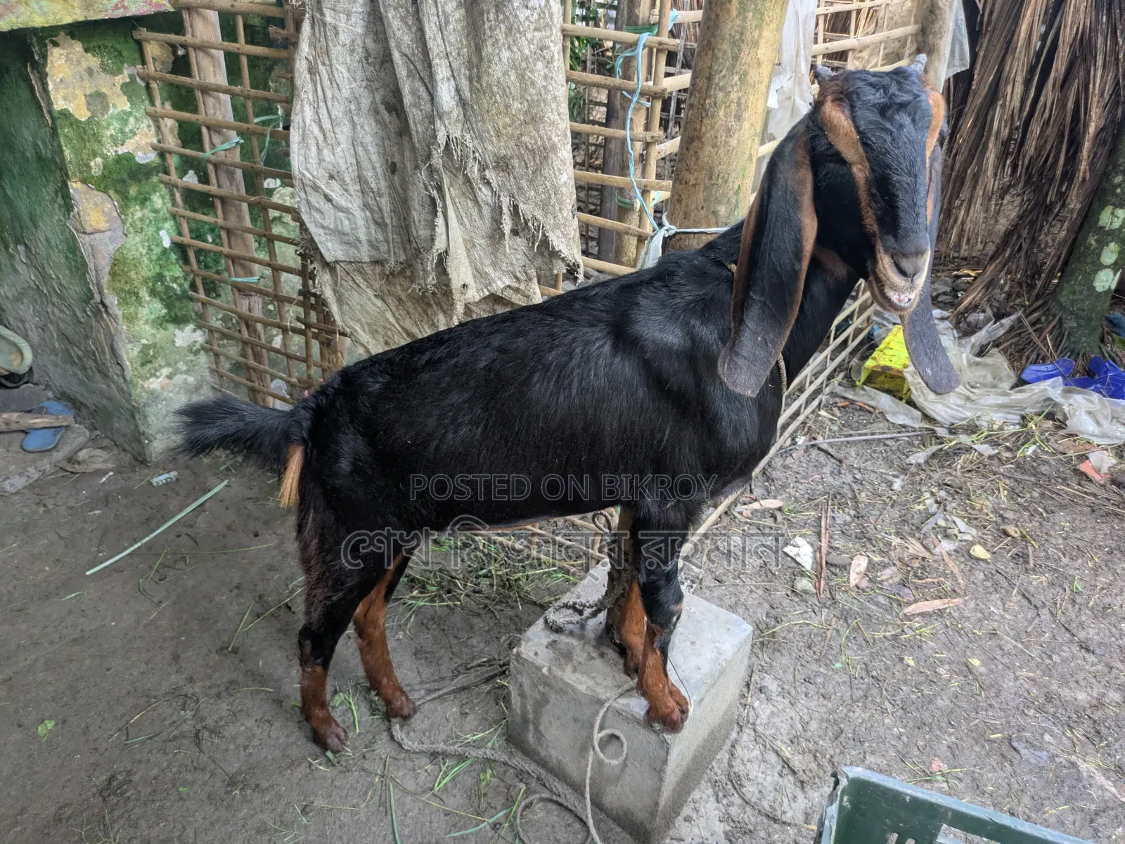 Ram Goat Cross