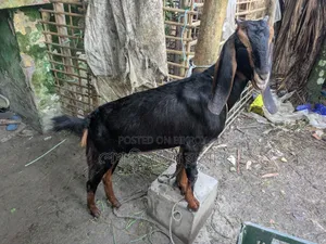 Ram Goat Cross