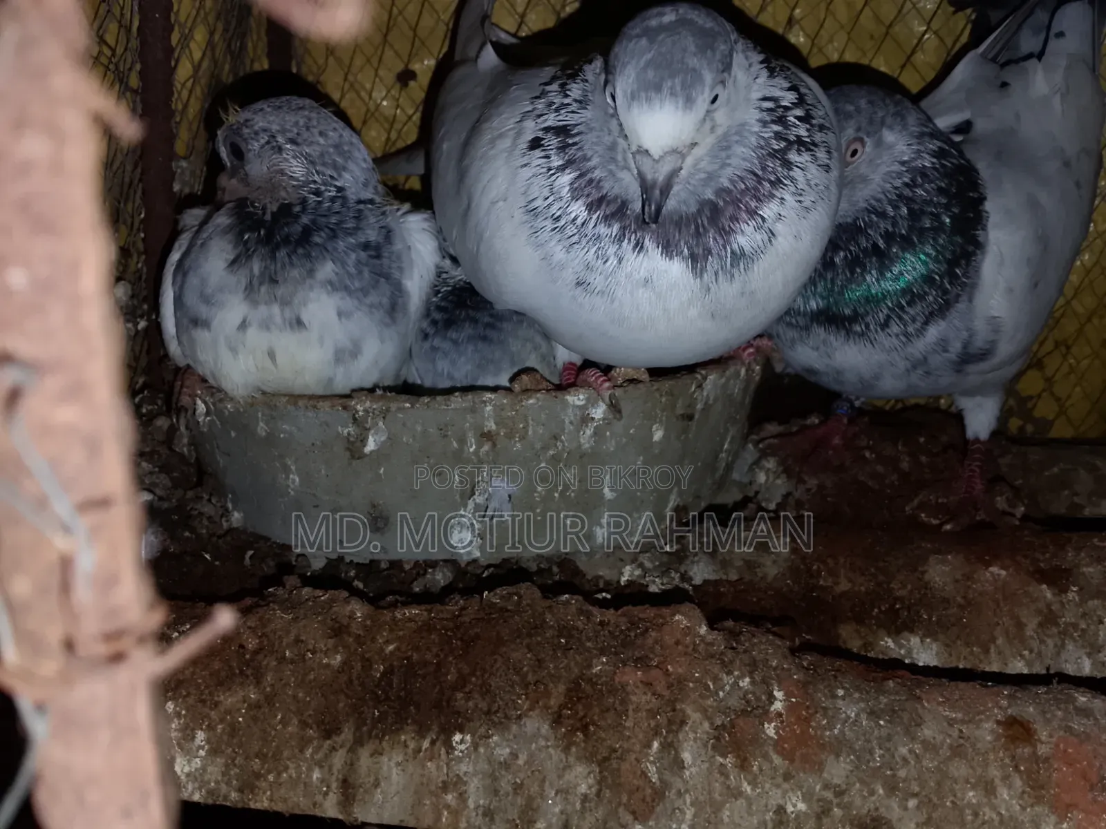 গিরিবাজ কবিতর বিক্রি হবে