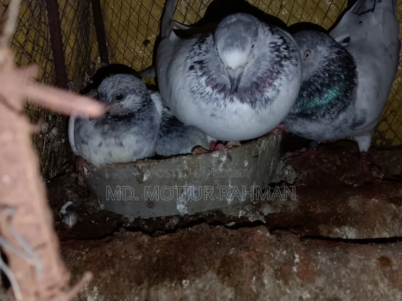 গিরিবাজ কবিতর বিক্রি হবে