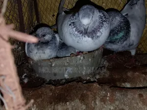 গিরিবাজ কবিতর বিক্রি হবে