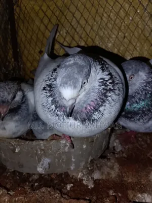 গিরিবাজ কবিতর বিক্রি হবে
