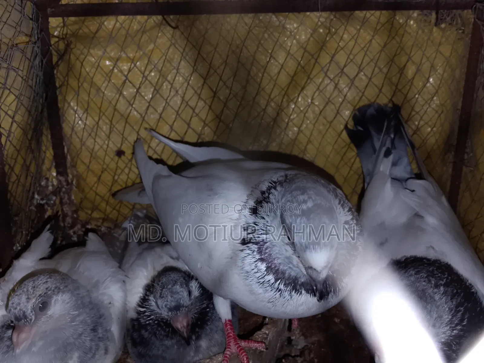গিরিবাজ কবিতর বিক্রি হবে