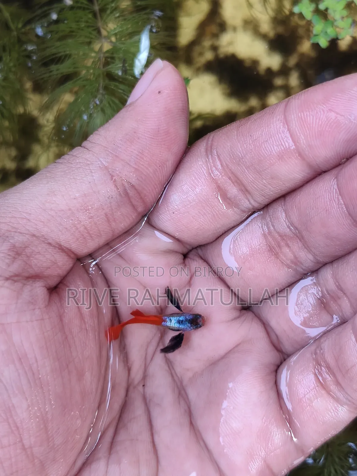Colorful Fish for Sale