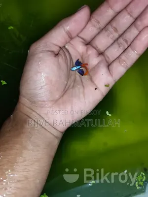 Colorful Fish for Sale