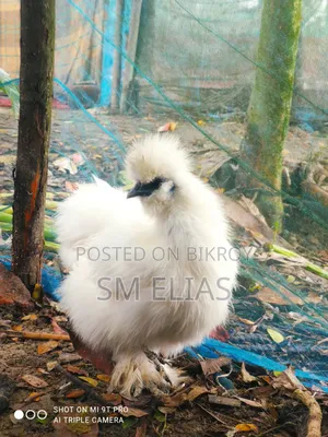 My Silkie Chicken is for sale, the chicken has no issues
