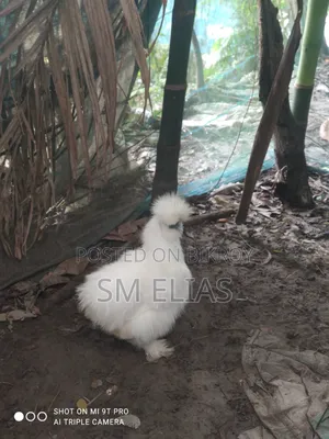 My Silkie Chicken is for sale, the chicken has no issues