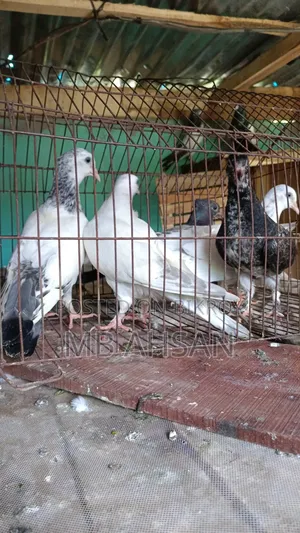 5 Pigeons for Sale