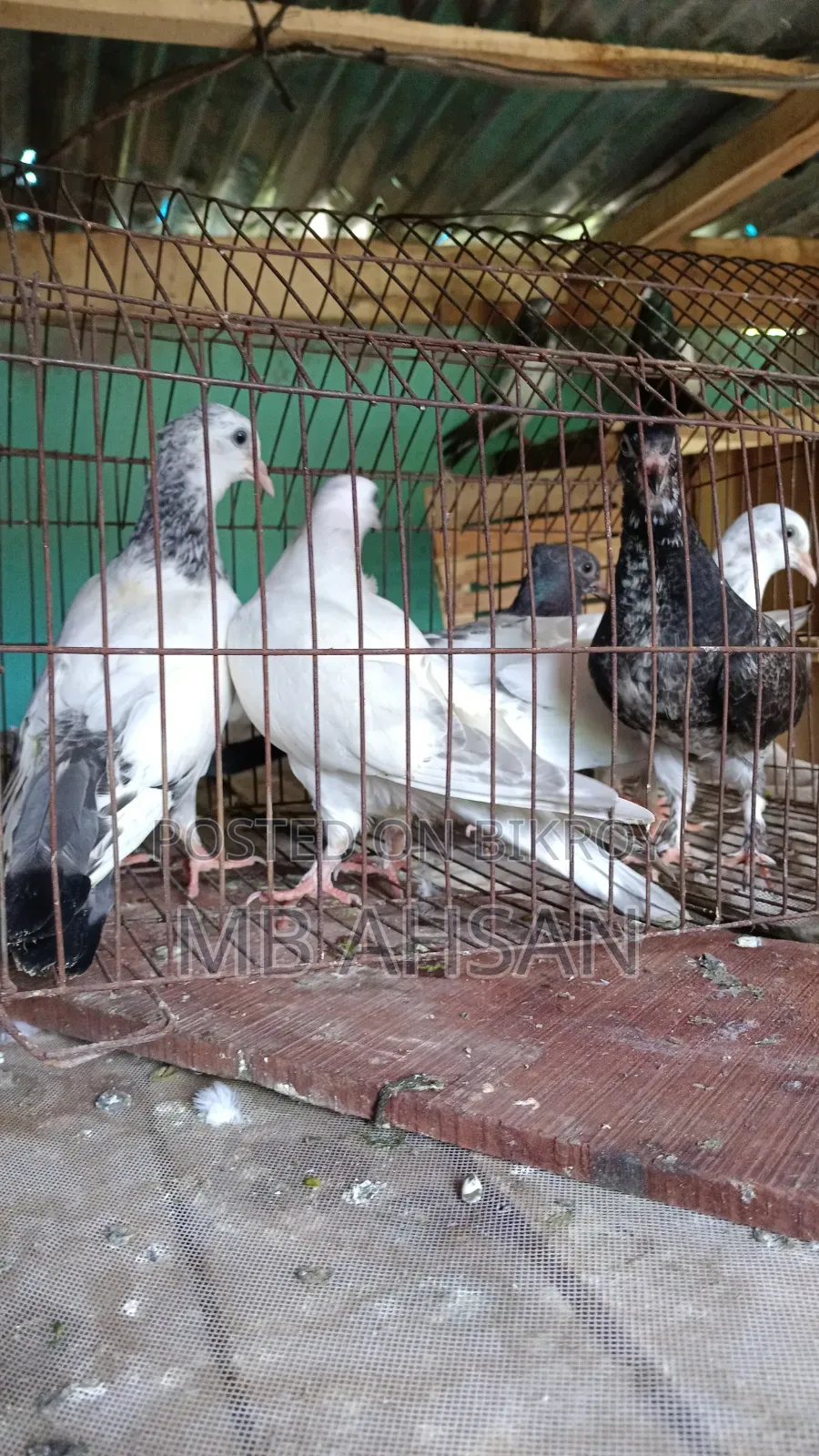 5 Pigeons for Sale