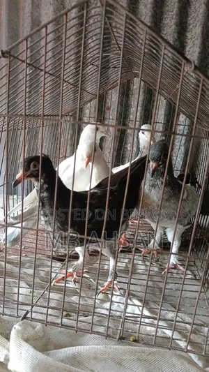 5 Pigeons for Sale