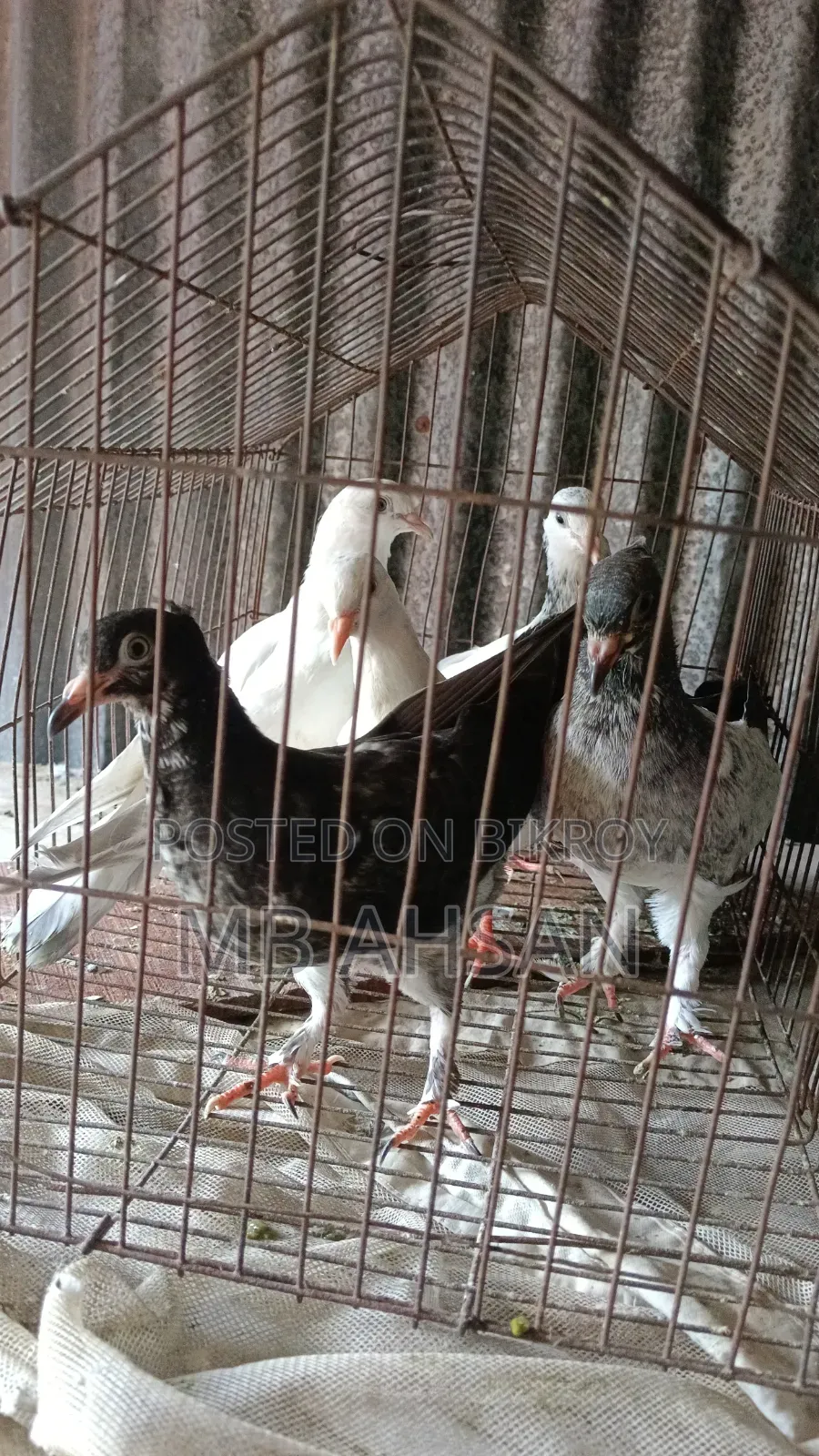 5 Pigeons for Sale