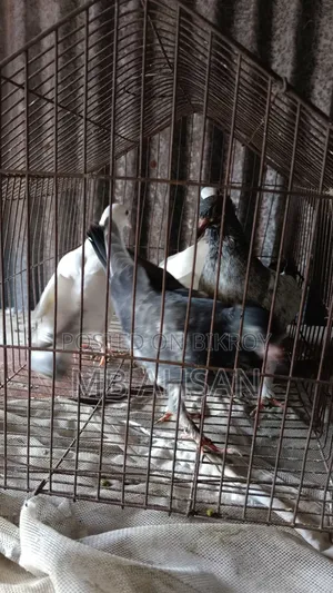 5 Pigeons for Sale