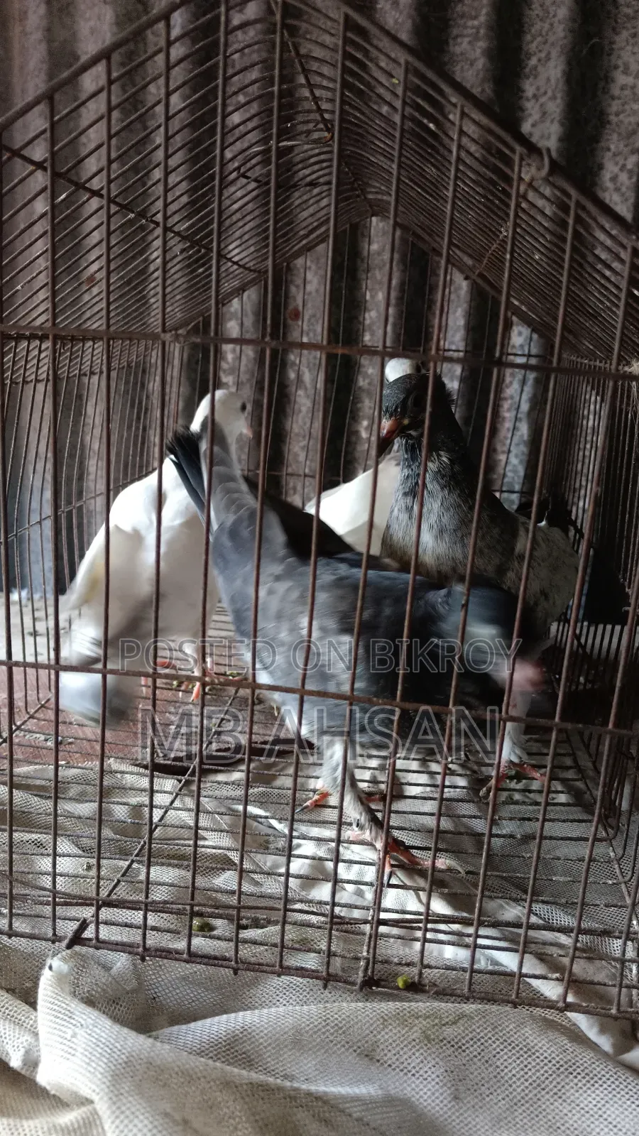 5 Pigeons for Sale