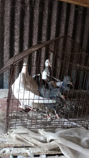 5 Pigeons for Sale