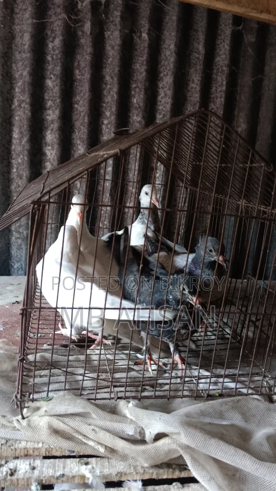 5 Pigeons for Sale