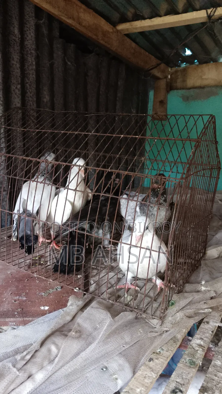 5 Pigeons for Sale