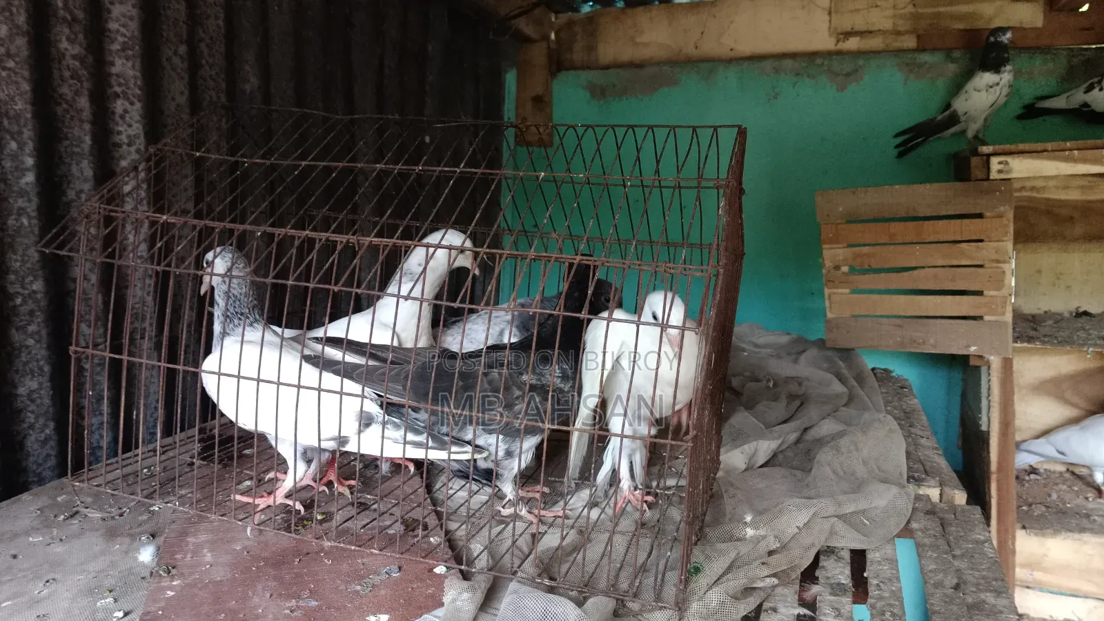 5 Pigeons for Sale