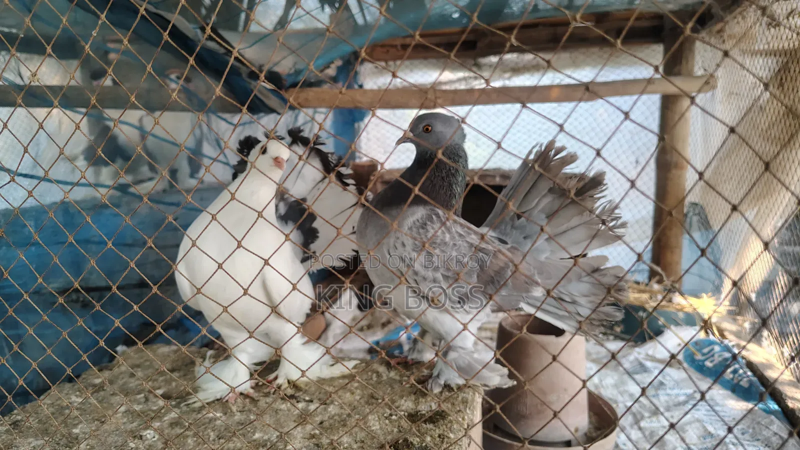 Pigeons for sale